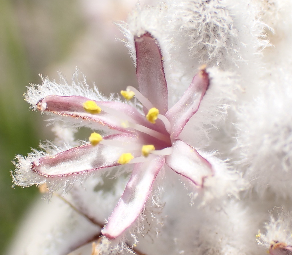 Lanaria lanata (Lanaria lanata)