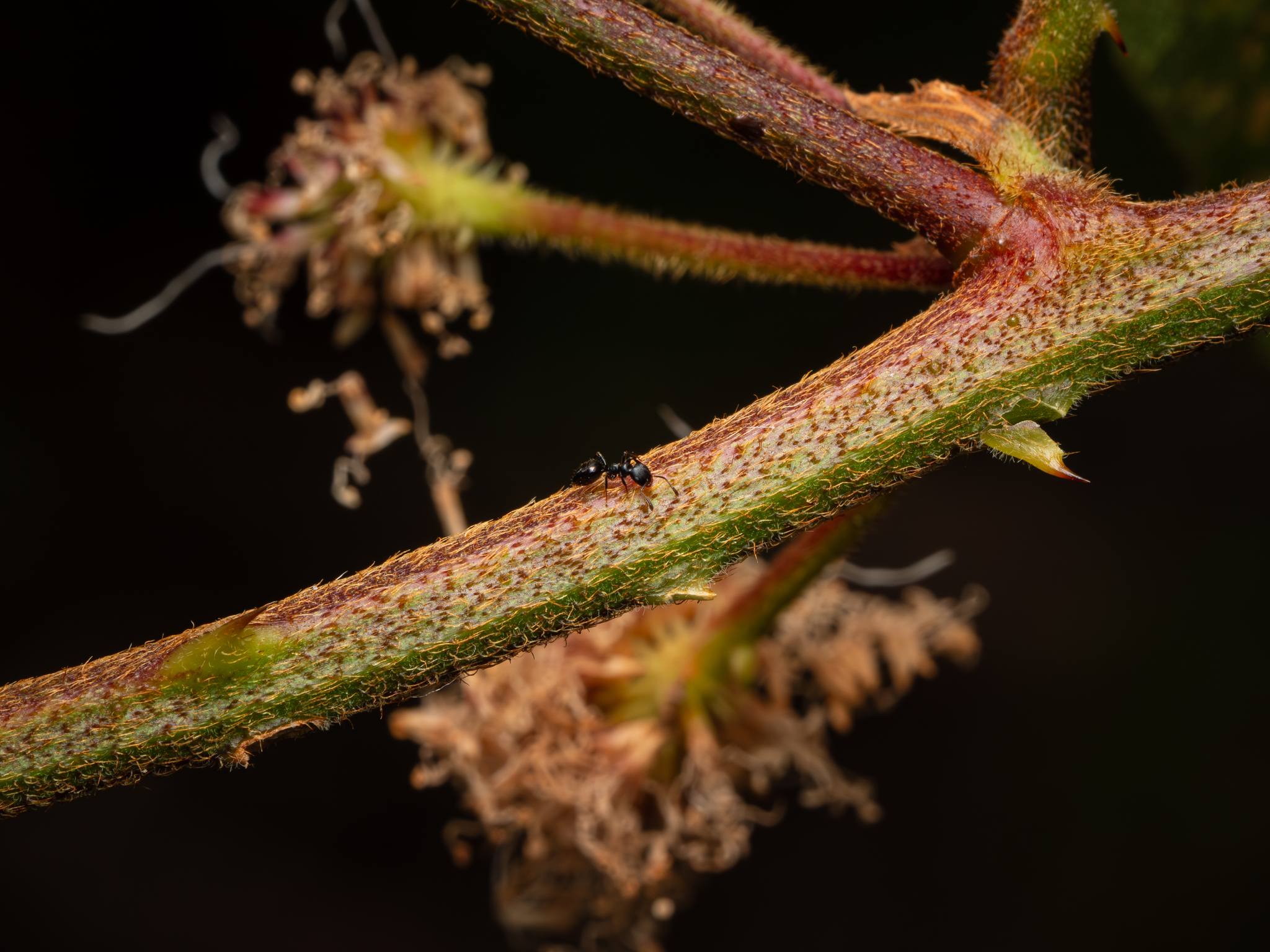Myrmelachista zeledoni