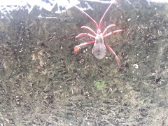 Acanthocephala declivis