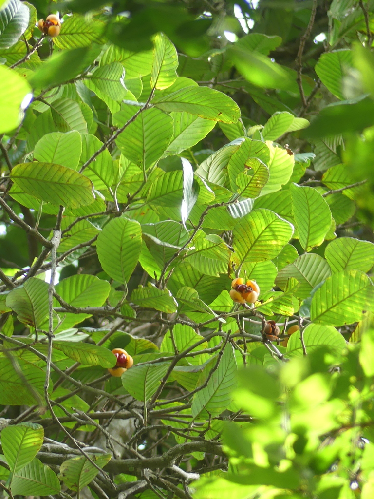 Neodillenia