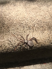 Acanthocephala declivis