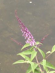 Buddleja davidii