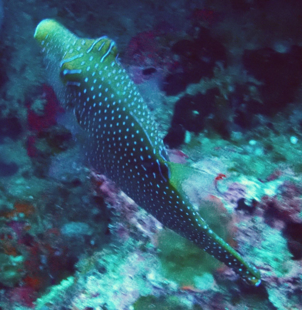 False-eyed Pufferfish