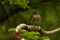 Empidonax difficilis