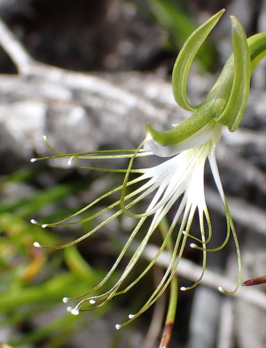 Image of Holothrix etheliae by (c) Nicola van Berkel, some rights reserved (CC BY-SA)