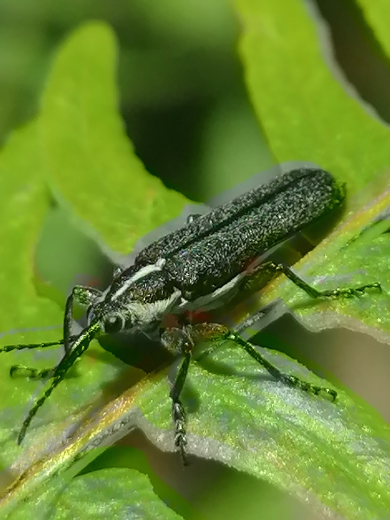 Trichophthalmus miltomerus