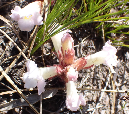 Image of Harveya purpurea by (c) Nicola van Berkel, some rights reserved (CC BY-SA)