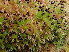 Sphagnum subnitens