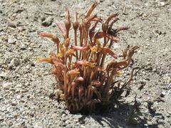 Aphyllon franciscanum