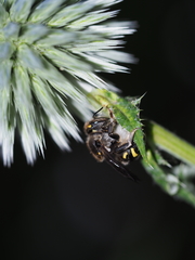 Anthidium septemspinosum
