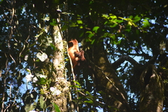 Alouatta macconnelli