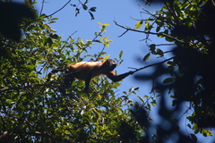 Alouatta macconnelli