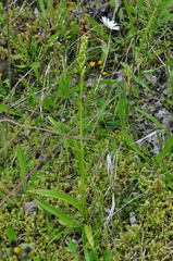 Platanthera aquilonis
