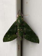 Euchloron megaera