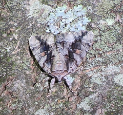 Catocala flebilis