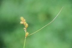 Carex tribuloides