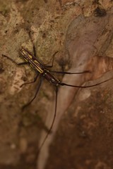 Olenecamptus indianus