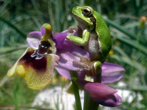 Sardinian Tree Frog, Nuoro, Italien, photo 6 of 10