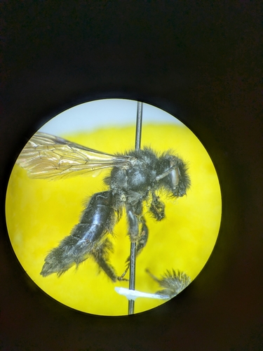 Andrena raveni