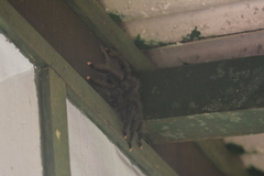 Avicularia avicularia