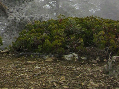 Arctostaphylos patula