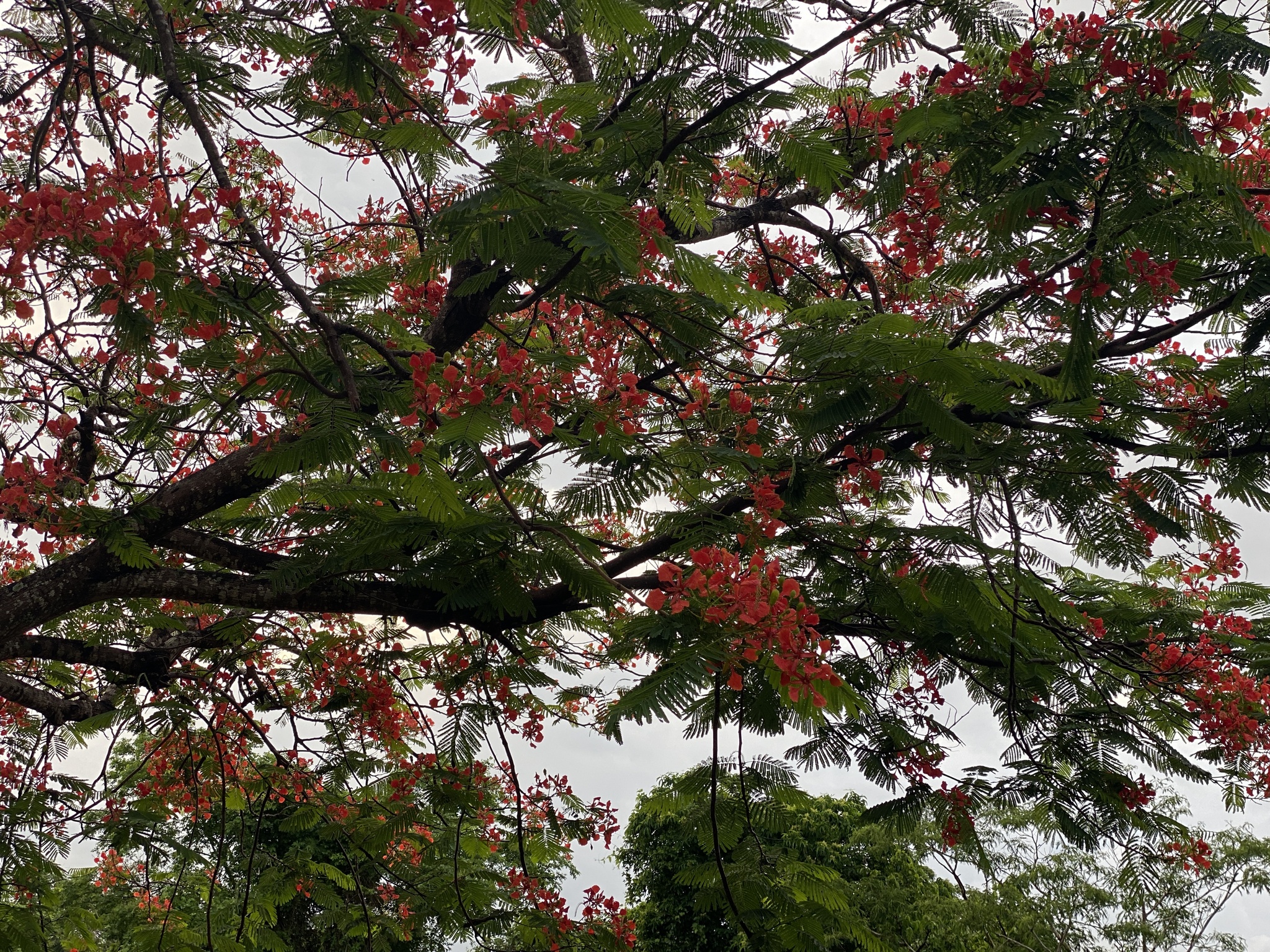 Delonix regia