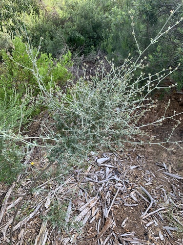 Image of Psoralea hirta by (c) Dave Richardson, some rights reserved (CC BY)