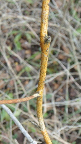 Dogwood Golden Canker