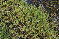 Sanionia uncinata