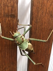 Acanthoplus