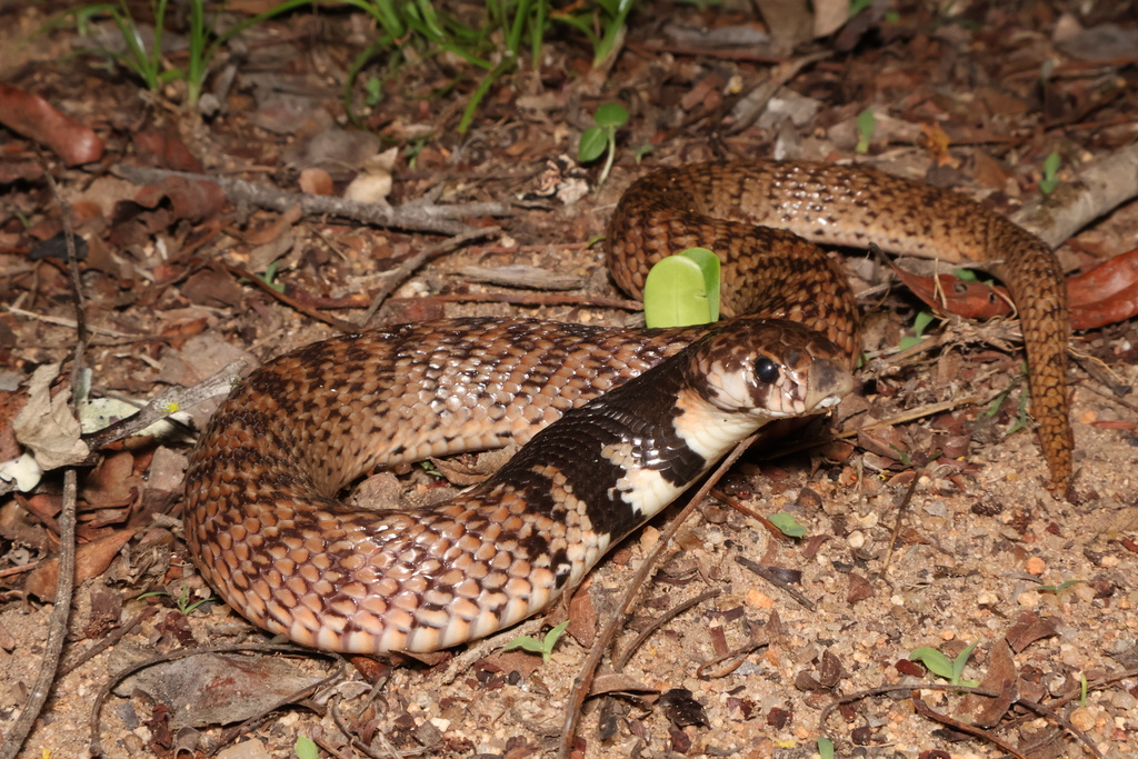 Speckled Shield Cobra