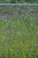 Scirpus atrocinctus