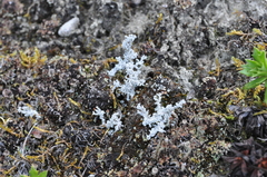 Stereocaulon paschale