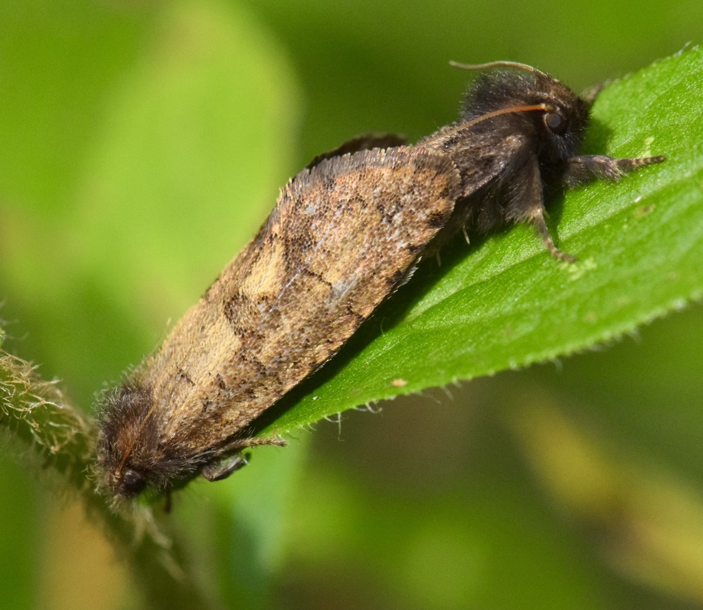 Dark Acrolophus