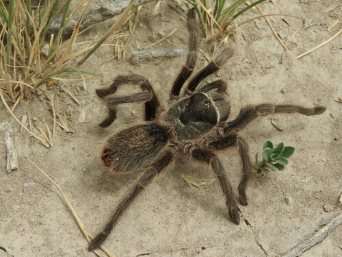 Grammostola doeringi