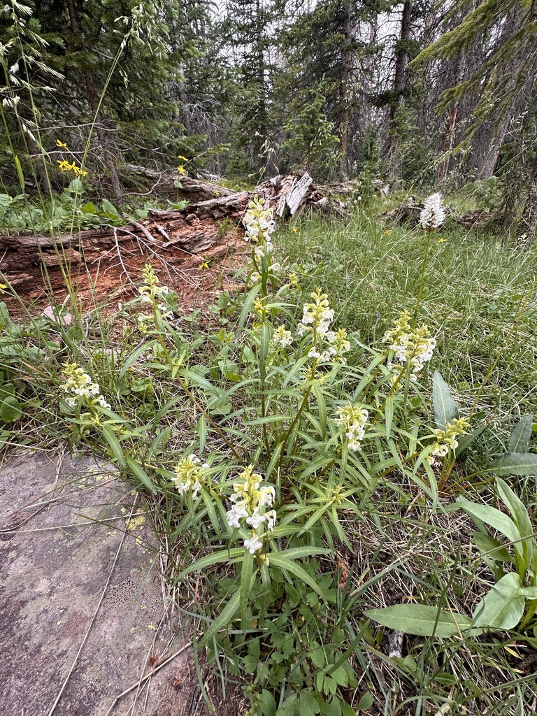 Sickletop Lousewort