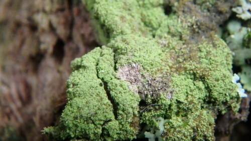 Ropalospora viridis