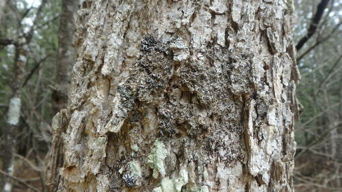 Orange-cored Shadow Lichen