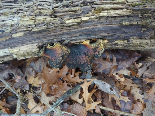 Bay Polypore