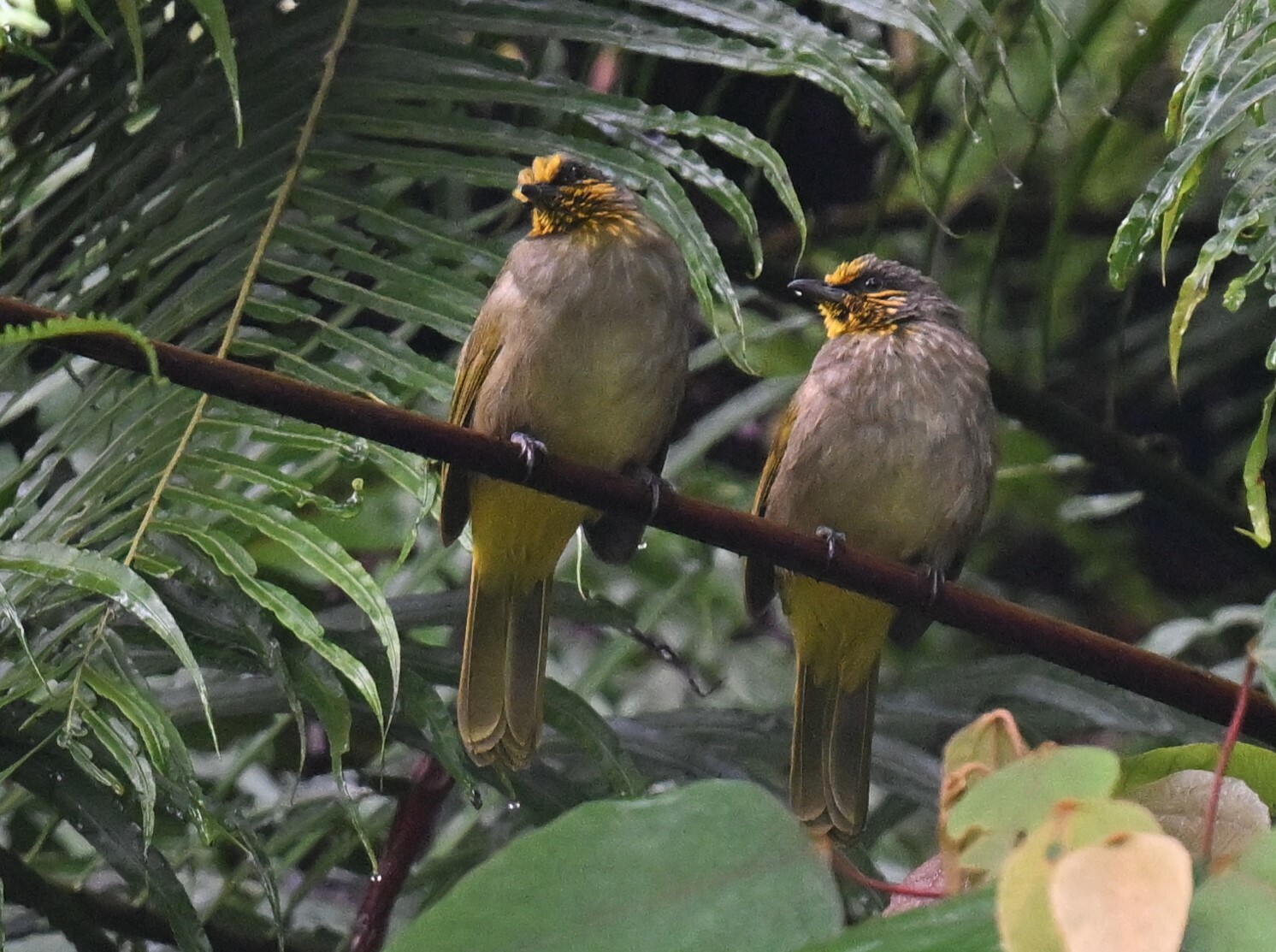 Stripe-throated Bulbul