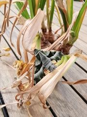 Proserpinus proserpina