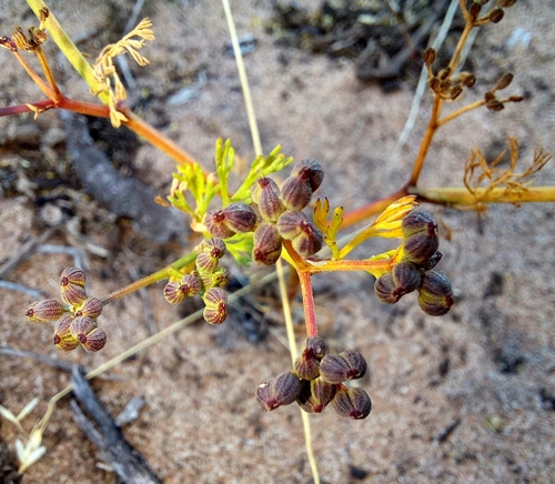 Image of Dasispermum hispidum by (c) kevin koen, some rights reserved (CC BY-SA)
