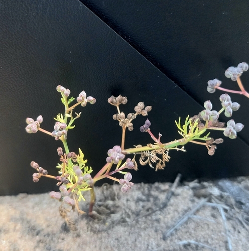 Image of Dasispermum hispidum by (c) kevin koen, some rights reserved (CC BY-SA)