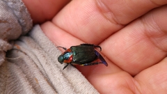 Strigoderma sulcipennis