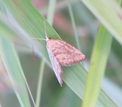 Protodeltote albidula