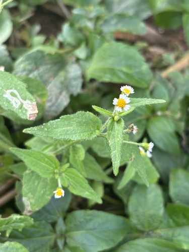 Galinsoga quadriradiata, 2024-11-15
