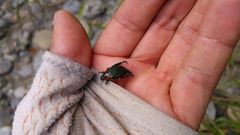 Strigoderma sulcipennis