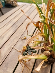 Proserpinus proserpina