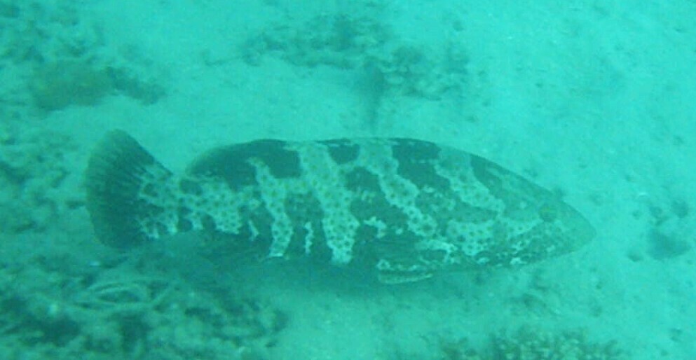 Orange-spotted grouper