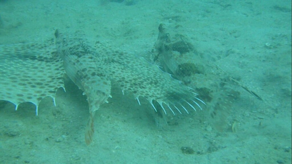 Oriental flying gurnard